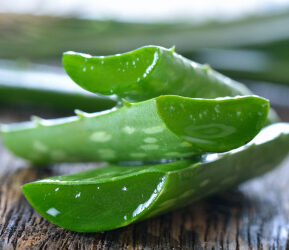 Aloe vera : histoire et contre-indications